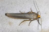 Eilema caniola