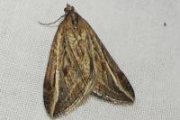 Chesias legatella