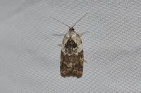 Acleris variegana