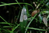 Mecyna asinalis