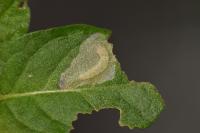 Acrolepia autumnitella