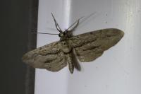 Eupithecia phoeniceata