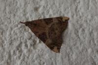 Hypena obsitalis