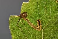 Stigmella speciosa