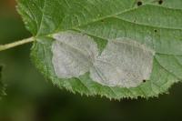Phyllonorycter coryli