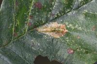 Phyllonorycter rajella