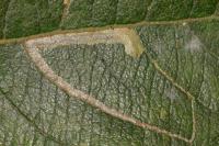 Stigmella salicis