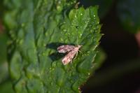 Anthophila fabriciana