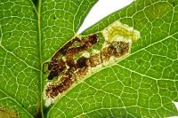 Stigmella perpygmaeella