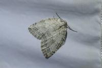 Epirrita