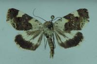 Acontia lucida