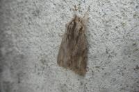 Asteroscopus sphinx