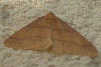 Phigaliohybernia aurantiaria