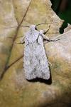 Lithophane ornitopus