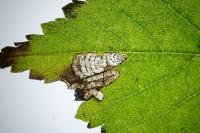 Stigmella viscerella