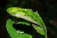 Phyllonorycter spinicolella