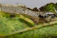 Phyllonorycter spinicolella