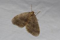 Operophtera brumata