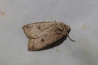 Leptologia lota
