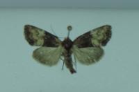 Mesoligia furuncula