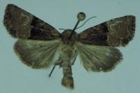 Mesoligia furuncula