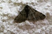 Phigalia pilosaria