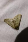 Phigalia pilosaria