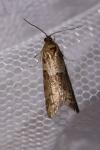 Tortricodes alternella
