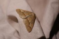 Phigaliohybernia marginaria