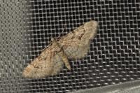 Gymnoscelis rufifasciata