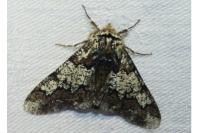 Biston strataria