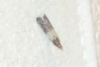 Plodia interpunctella