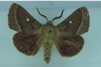Lasiocampa trifolii