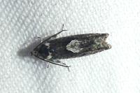 Pammene giganteana