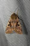 Orthosia gothica