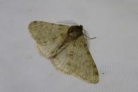 Phigalia pilosaria