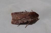 Cerastis rubricosa