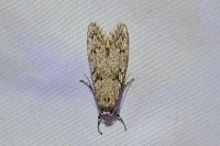 Diurnea fagella