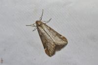 Alsophila aescularia