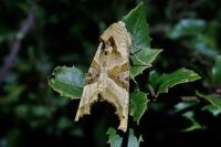 Phlogophora meticulosa