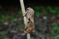 Orthosia gothica