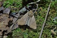 Orthosia cruda