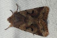 Orthosia gothica