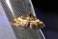 Earophila badiata