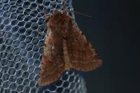 Cerastis rubricosa