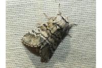 Drymonia ruficornis