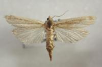 Anerastia lotella