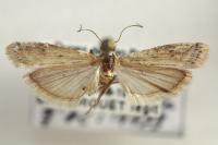 Phycitodes inquinatella