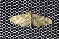 Gymnoscelis rufifasciata