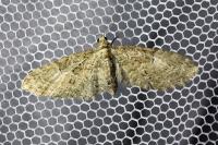 Eupithecia abbreviata